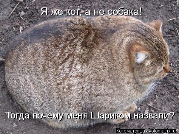Котоматрица: Я же кот, а не собака! Тогда почему меня Шариком назвали?