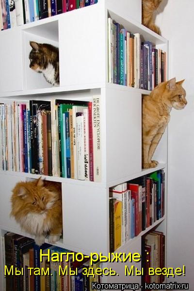 Котоматрица: Нагло-рыжие : Мы там. Мы здесь. Мы везде!