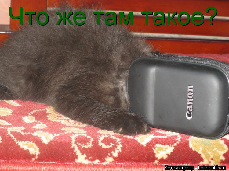 Котоматрица: Что же там такое?