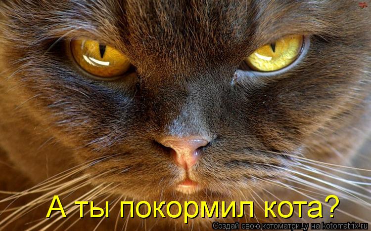 Котоматрица: А ты покормил кота?