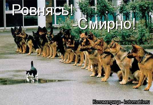 Котоматрица: Ровнясь! -Смирно!