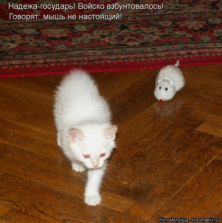 Котоматрица: Надежа-государь! Войско взбунтовалось! Говорят: мышь не настоящий!