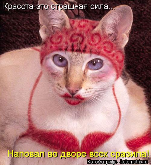 Котоматрица: Красота-это страшная сила... Наповал во дворе всех сразила!