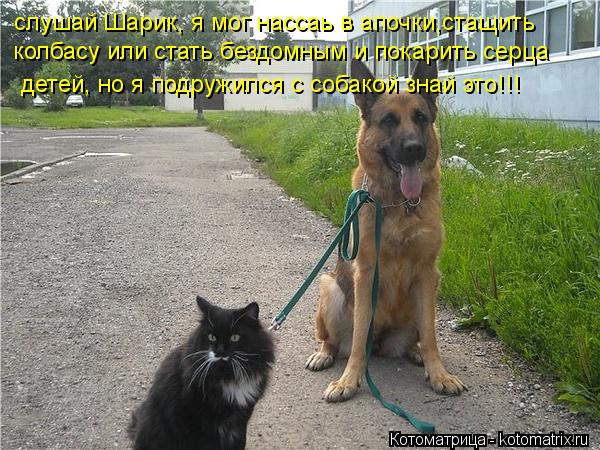 Котоматрица: колбасу или стать бездомным и покарить серца слушай Шарик, я мог нассаь в апочки,стащить детей, но я подружился с собакой знай это!!!