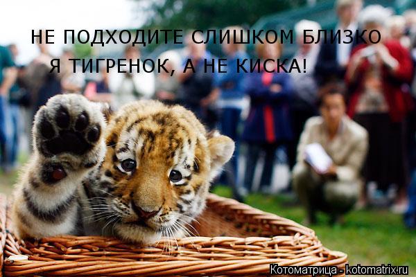 НЕ ПОДХОДИТЕ СЛИШКОМ БЛИЗКО Я ТИГРЕНОК, А НЕ КИСКА!... Котоматрица: НЕ ПОДХОДИТЕ СЛИШКОМ БЛИЗКО Я ТИГРЕНОК, А НЕ КИСКА!