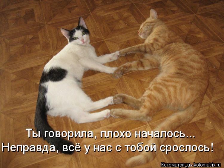 Котоматрица: Ты говорила, плохо началось... Неправда, всё у нас с тобой срослось!