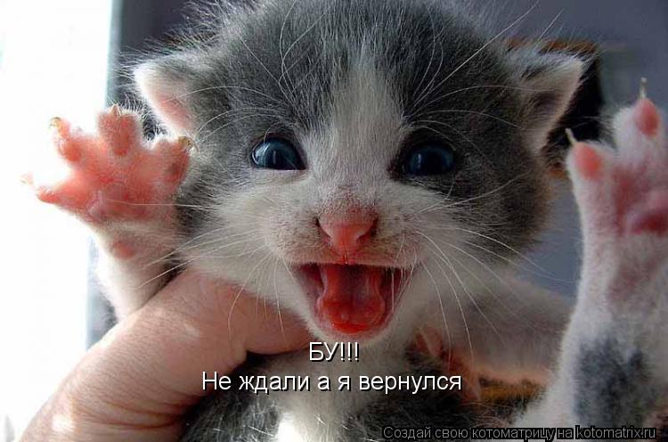 Котоматрица: Не ждали а я вернулся БУ!!!