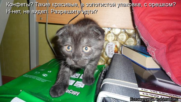 Котоматрица: Конфеты? Такие красивые, в золотистой упаковке, с орешком? Н-нет, не видел. Разрешите идти?