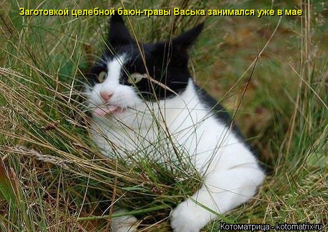 Котоматрица: Заготовкой целебной баюн-травы Васька занимался уже в мае