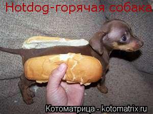 Hotdog-горячая собака... Котоматрица: Hotdog-горячая собака