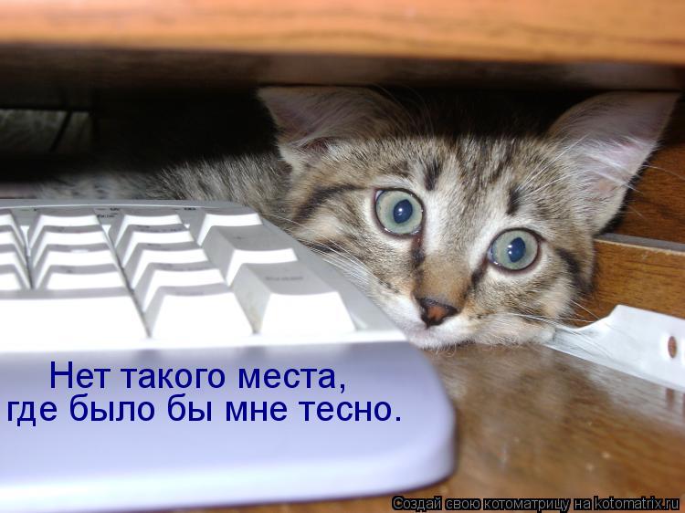 Котоматрица: Нет такого места, где было бы мне тесно.