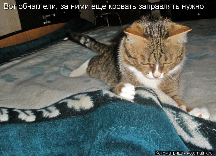 Вот обнаглели, за ними еще кровать заправлять нужно!... Котоматрица: Вот обнаглели, за ними еще кровать заправлять нужно!