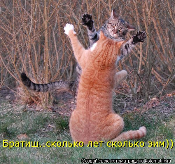 Котоматрица: Братиш..сколько лет сколько зим)))