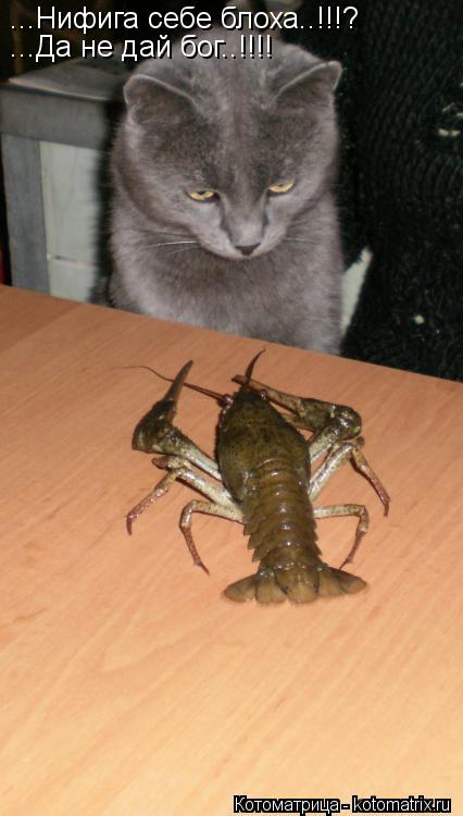 Котоматрица: ...Нифига себе блоха..!!!?  ...Да не дай бог..!!!!