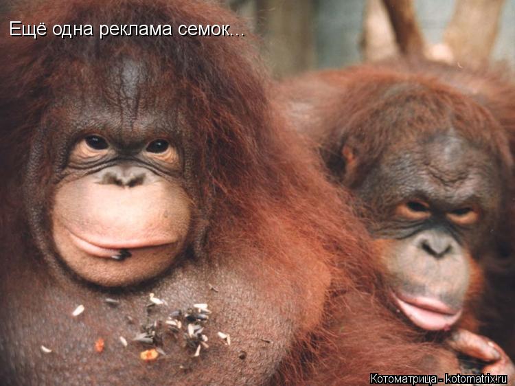 Ещё одна реклама семок...... Котоматрица: Ещё одна реклама семок...