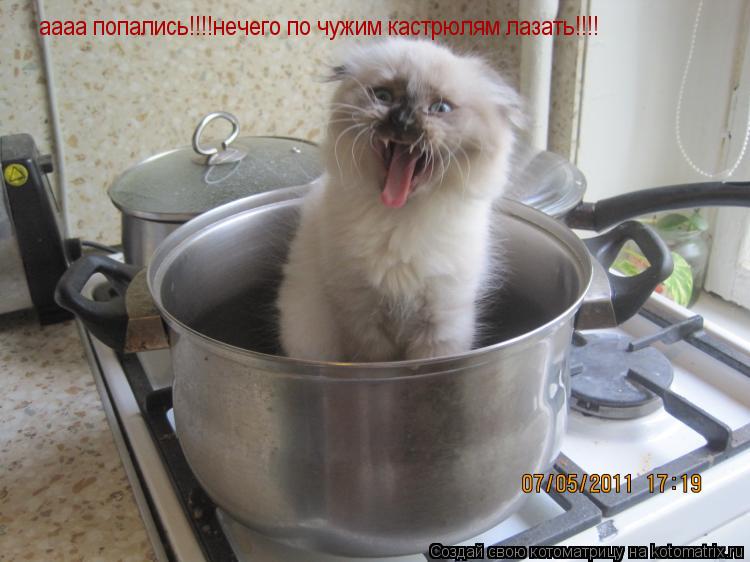 аааа попались!!!!нечего по чужим кастрюлям лазать!!!!... Котоматрица: аааа попались!!!!нечего по чужим кастрюлям лазать!!!!