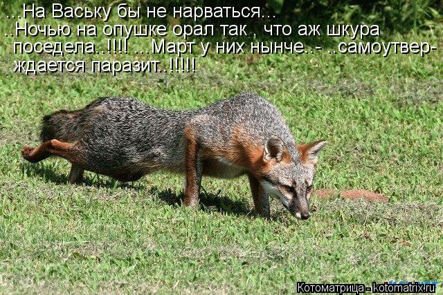 Котоматрица: ...На Ваську бы не нарваться...  ..Ночью на опушке орал так , что аж шкура  поседела..!!!! ...Март у них нынче..- ..самоутвер- ждается паразит..!!!!!