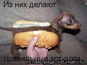Котоматрица: Из них делают  правильные хот-доги.