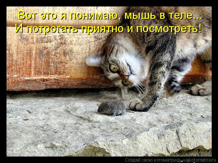 Котоматрица: Вот это я понимаю, мышь в теле... И потрогать приятно и посмотреть!