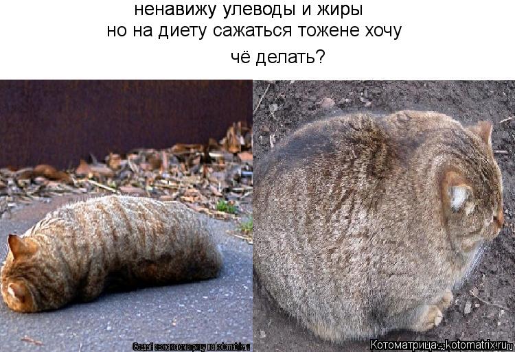 ненавижу улеводы и жиры ненавижу улеводы и жиры но на диету сажаться тожене хочу чё делать?... Котоматрица: ненавижу улеводы и жиры ненавижу улеводы и жиры но на диету сажаться тожене хочу чё делать?