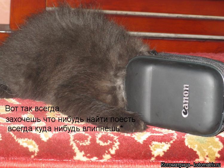 Котоматрица: Вот так всегда... захочешь что нибудь найти поесть   всегда куда нибудь влипнешь*