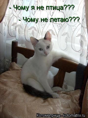- Чому я не птица??? - Чому не летаю???... Котоматрица: - Чому я не птица??? - Чому не летаю???