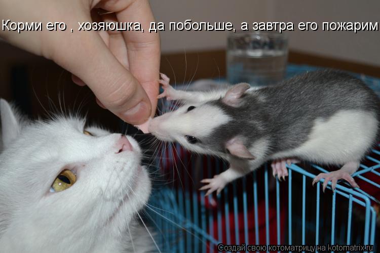 Корми его , хозяюшка, да побольше, а завтра его пожарим... Котоматрица: Корми его , хозяюшка, да побольше, а завтра его пожарим