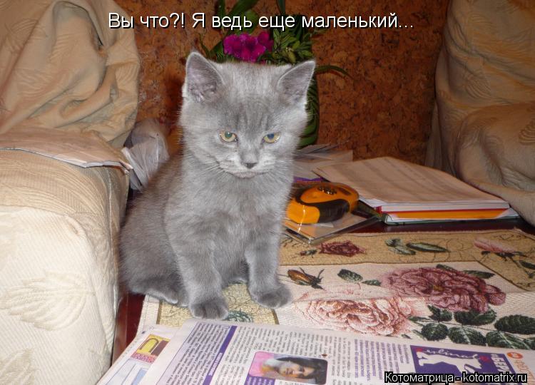 Вы что?! Я ведь еще маленький...... Котоматрица: Вы что?! Я ведь еще маленький...