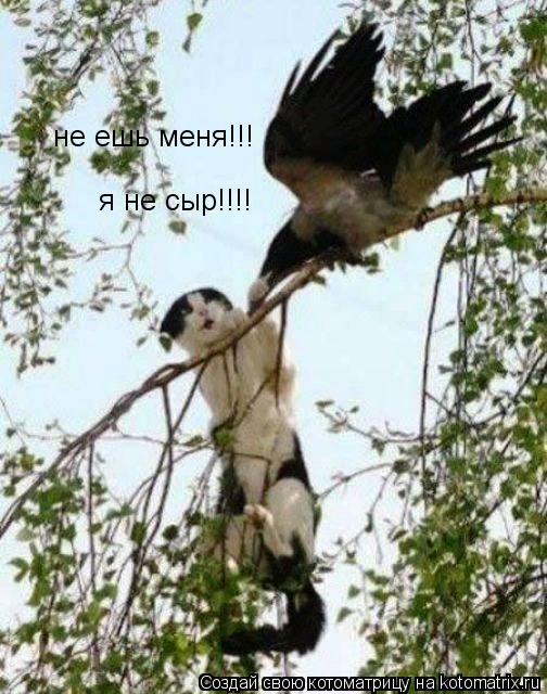 Котоматрица: я не сыр!!!! не ешь меня!!!
