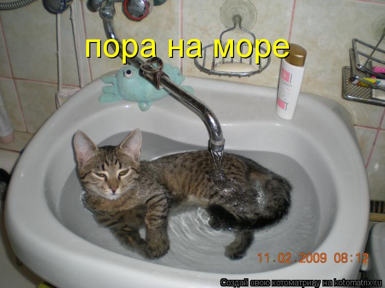 пора на море... Котоматрица: пора на море