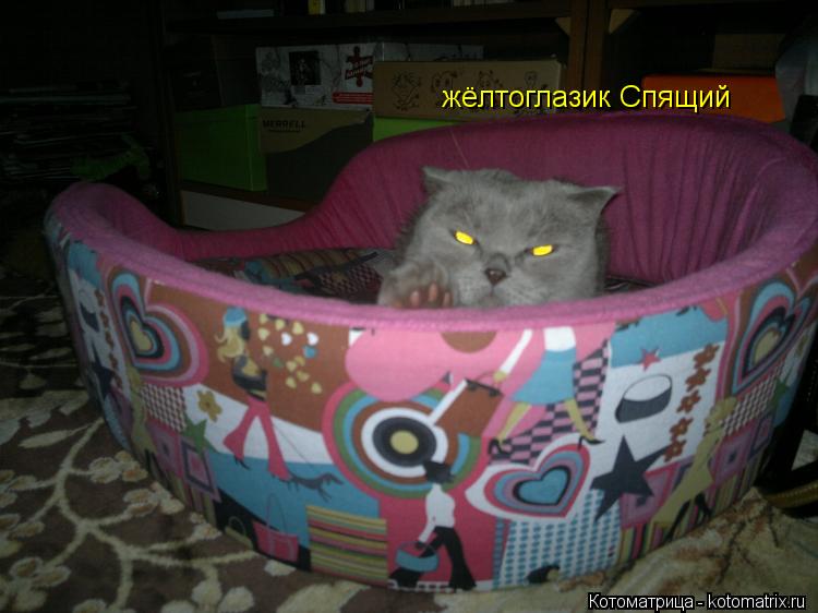 жёлтоглазик Спящий... Котоматрица: жёлтоглазик Спящий