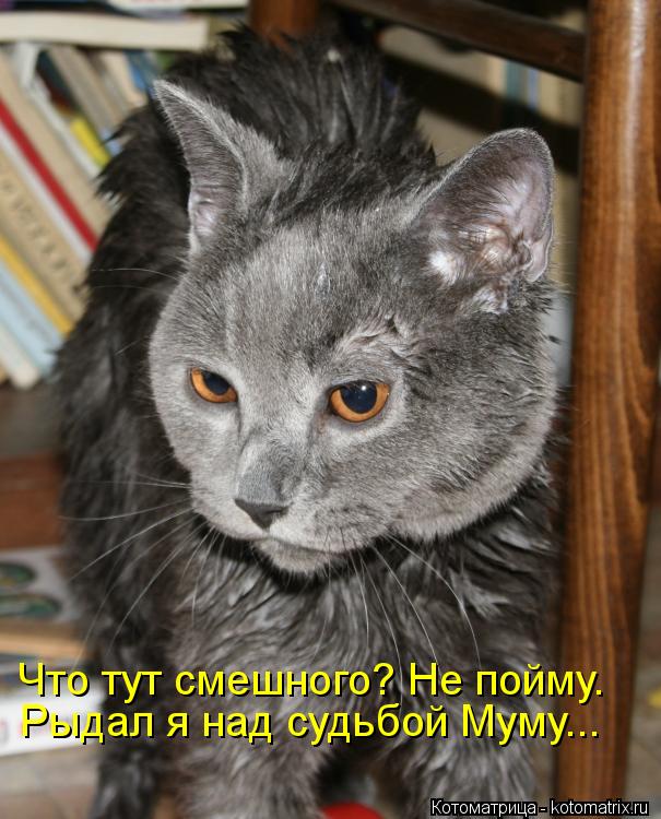 Что тут смешного? Не пойму. Рыдал я над судьбой Муму...... Котоматрица: Что тут смешного? Не пойму. Рыдал я над судьбой Муму...
