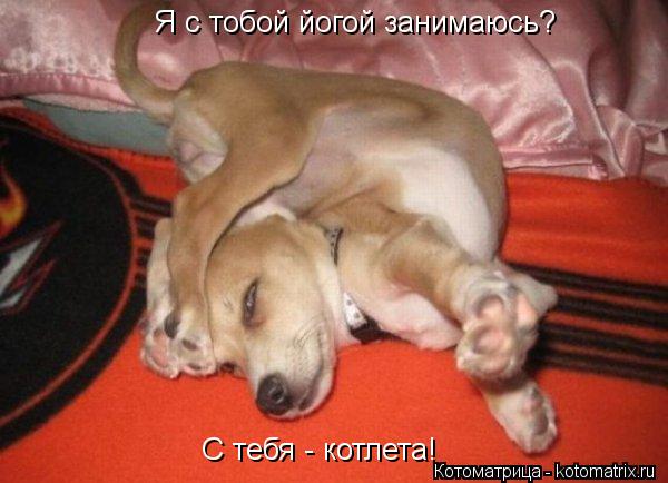 Котоматрица: Я с тобой йогой занимаюсь? С тебя - котлета!