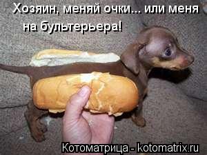 на бультерьера! Хозяин, меняй очки... или меня... Котоматрица: на бультерьера! Хозяин, меняй очки... или меня