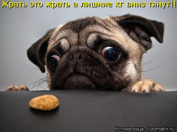 Котоматрица: Жрать это жрать а лишние кг вниз тянут!!!