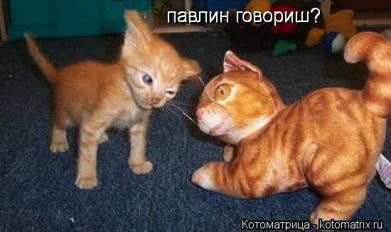 павлин говориш? павлин говориш?... Котоматрица: павлин говориш? павлин говориш?