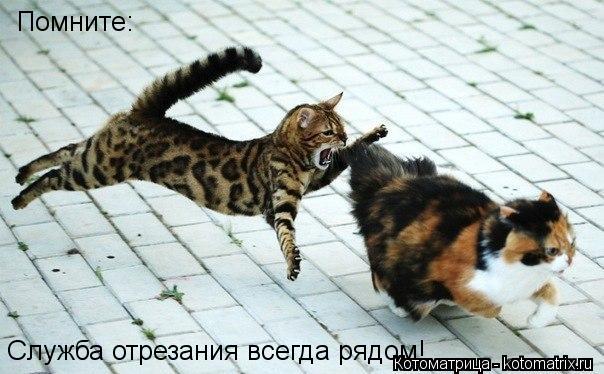 Помните: Служба отрезания всегда рядом!... Котоматрица: Помните: Служба отрезания всегда рядом!