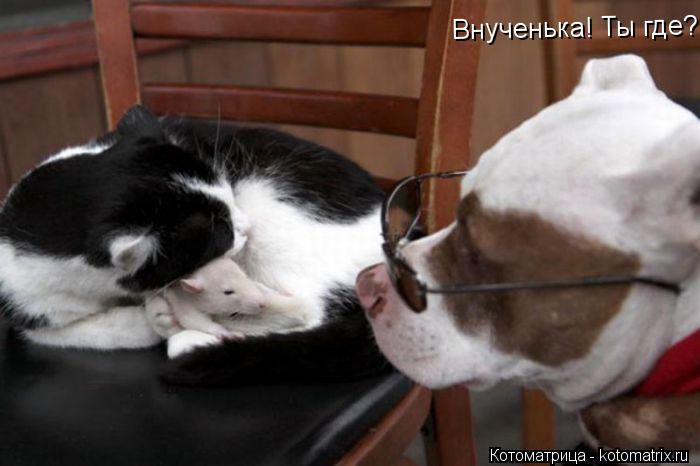 Внученька! Ты где?... Котоматрица: Внученька! Ты где?