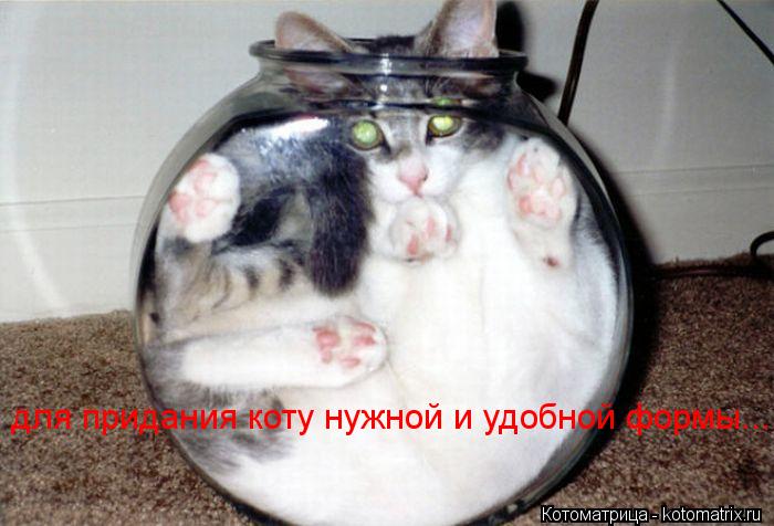 для придания коту нужной и удобной формы...... Котоматрица: для придания коту нужной и удобной формы...
