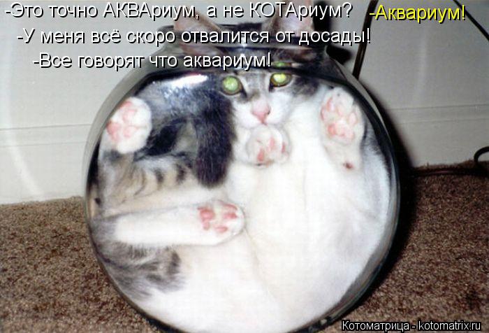 -Аквариум! -Это точно АКВАриум, а не КОТАриум? -У меня всё скоро отвалится от досады! -Все говорят чт... Котоматрица: -Аквариум! -Это точно АКВАриум, а не КОТАриум? -У меня всё скоро отвалится от досады! -Все говорят что аквариум!