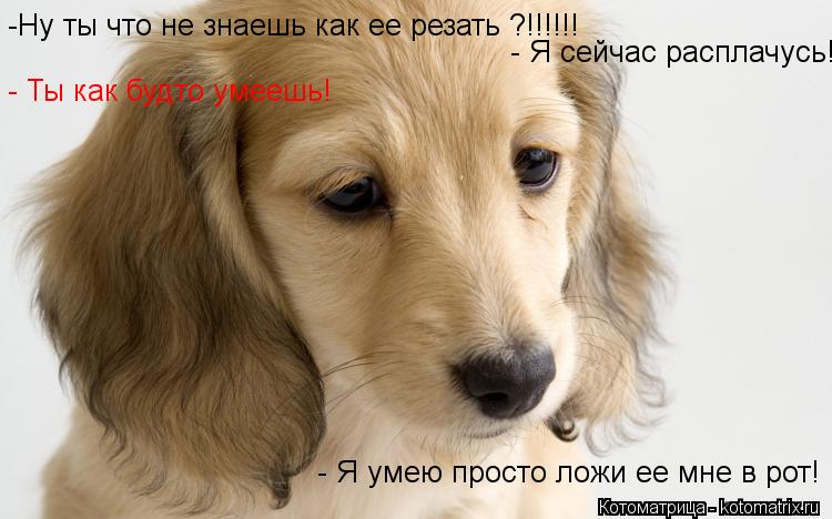 -Ну ты что не знаешь как ее резать ?!!!!!! - Я сейчас расплачусь!!!!!!! - Ты как будто умеешь! - Я ум... Котоматрица: -Ну ты что не знаешь как ее резать ?!!!!!! - Я сейчас расплачусь!!!!!!! - Ты как будто умеешь! - Я умею просто ложи ее мне в рот!