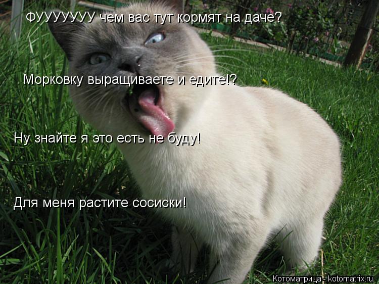 ФУУУУУУУ чем вас тут кормят на даче? Морковку выращиваете и едите!? Ну знайте я это есть не буду! Для... Котоматрица: ФУУУУУУУ чем вас тут кормят на даче? Морковку выращиваете и едите!? Ну знайте я это есть не буду! Для меня растите сосиски!
