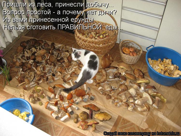 Пришли из леса, принесли добычу... Вопрос простой - а почему нет дичи? Из вами принесенной ерунды Нел... Котоматрица: Пришли из леса, принесли добычу... Вопрос простой - а почему нет дичи? Из вами принесенной ерунды Нельзя сготовить ПРАВИЛЬНОЙ еды...