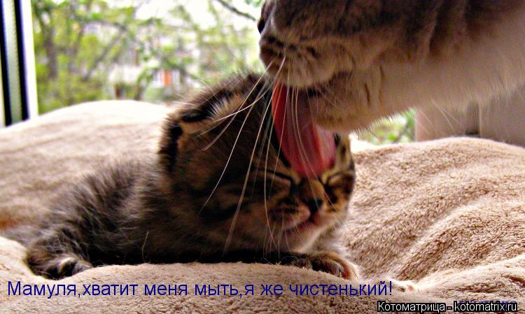 Мамуля,хватит меня мыть,я же чистенький!... Котоматрица: Мамуля,хватит меня мыть,я же чистенький!