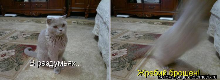В раздумьях... Жребий брошен!... Котоматрица: В раздумьях... Жребий брошен!