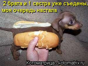 Котоматрица: 2 брата и 1 сестра уже съедены,  моя очередь настала