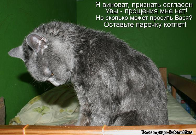 Котоматрица: Я виноват, признать согласен Увы - прощения мне нет! Но сколько может просить Вася? Оставьте парочку котлет!