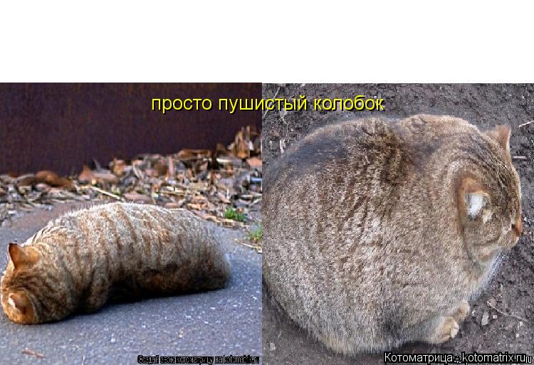 просто пушистый колобок... Котоматрица: просто пушистый колобок