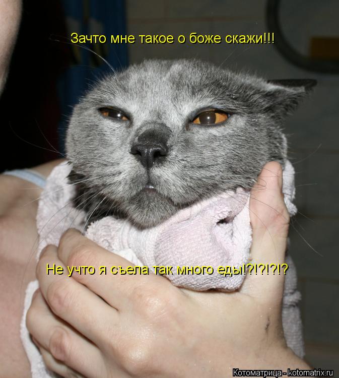 Котоматрица: Зачто мне такое о боже скажи!!! Не учто я съела так много еды!?!?!?!?