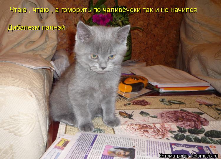 Котоматрица: опять жена агнтов наняла